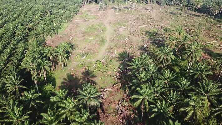나무 식물 산업 아시아 농업 과일 자연 하늘 손바닥 동양인 풍경 사람없음 야외 초록색 농작물 야자수 농장 환경 변화 재산 기름 숲 땅 생태계 조경 말레이시아 내추럴 밭일 4K MOV 해외동영상 클립영상 손 나라 음식 컬러 컨셉 인종 금융 동영상 파일형식