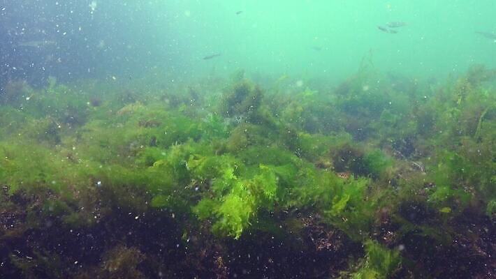 식물 바다 백그라운드 자연 사람없음 초록색 물 세계 바닷속 수중 해조류 광합성 산화 생태학 소금물 4K 수중영상 MP4 해외동영상 클립영상 자연요소 교육 컬러 해양식물 생태계 동영상 파일형식