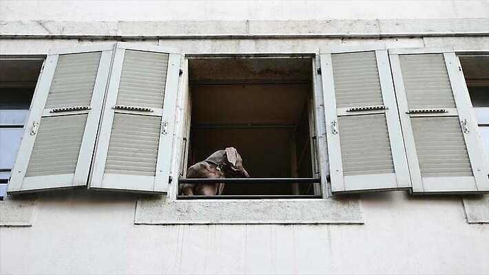 응시 창문 사람없음 반려동물 개 셔터 귀족 마스티프 유래 4K MOV 해외동영상 클립영상 동물 시선 포유류 동영상 파일형식