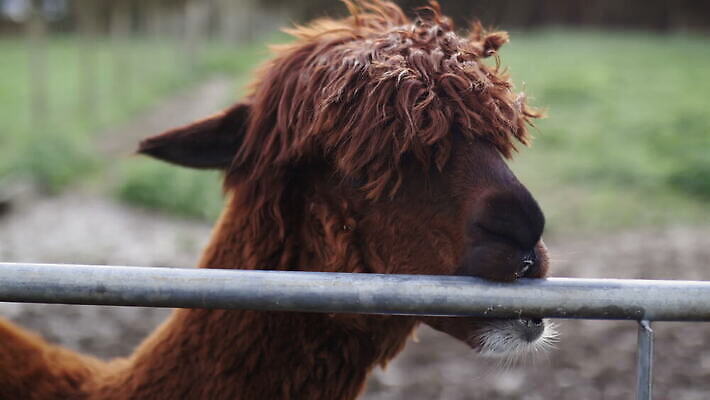 동물 외관 응시 야생동물 백그라운드 밭 농업 포유류 자연 영국 잉글랜드 사람없음 야외 목재 울타리 농장 갈색 머리 환경 금속 시골 먼지 진흙 양모 밭일 알파카 목가 배선 4K MOV 해외동영상 클립영상 나무 시선 유럽 산업 컬러 재료 재질 신체부위 담장 한자 직물 생태계 동영상 파일형식