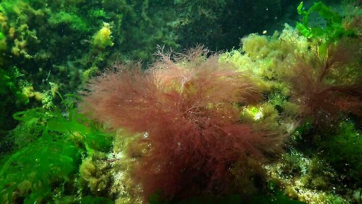 식물 바다 자연 사람없음 초록색 환경 바닷속 수중 해조류 생태계 광합성 산화 생태학 소금물 4K 수중영상 MP4 해외동영상 클립영상 교육 컬러 해양식물 동영상 파일형식