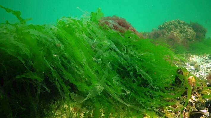 식물 바다 자연 사람없음 초록색 환경 바닷속 수중 해조류 생태계 광합성 산화 생태학 소금물 4K 수중영상 MP4 해외동영상 클립영상 교육 컬러 해양식물 동영상 파일형식