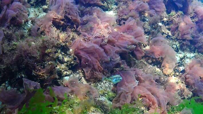 동물 남자 야생동물 백그라운드 자연 낚시 생물 무척추동물 종류 어류 사람없음 물 수중 수중동물 흰색 신선 잡기 작음 지중해 척추 생태계 생물학 낚시꾼 내추럴 동물상 민물 생태학 4K MP4 해외동영상 클립영상 자연요소 교육 바다 컬러 모션 레저 뼈 사람 조형물 크기 동영상 파일형식