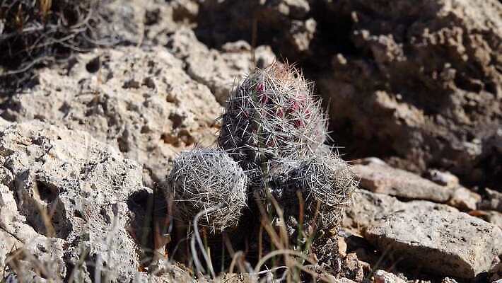 나무 식물 꽃 여행 백그라운드 자연 날씨 선인장 건조 사람없음 초록색 물 사막 뜨거움 가시 척추 날카로움 애리조나 내추럴 뉴멕시코 다육식물 4K MP4 해외동영상 클립영상 자연요소 컬러 뼈 미국 생태계 동영상 파일형식