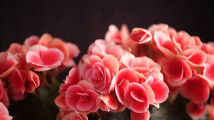 식물 꽃잎 꽃 줄기 분홍색 컬러 백그라운드 잎 꽃무늬 자연 사람없음 야외 장식 빨간색 초록색 컬러풀 뷰티 정원 보라색 봄 활발 벚꽃 흰색 신선 개화 묘사 내추럴 온실 제라늄 4K MOV 해외동영상 클립영상 계절 컨셉 무늬 생태계 동영상 파일형식