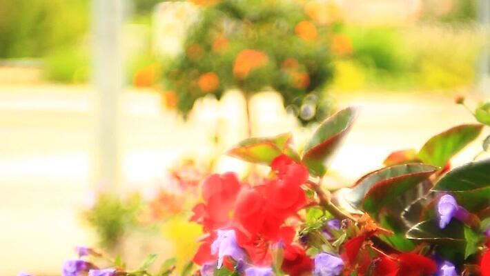 식물 디자인 꽃 분홍색 컬러 여행 백그라운드 잎 꽃무늬 자연 벽지 하늘 사람없음 야외 장식 빨간색 초록색 컬러풀 뷰티 정원 보라색 봄 벚꽃 발코니 흰색 신선 냄비 질감 내추럴 제라늄 피튜니아 MOV 해외동영상 클립영상 계절 무늬 솥 생태계 동영상 파일형식