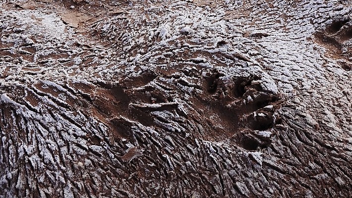 동물 지구 오렌지 자연 표면 추상 건조 사람없음 빨간색 갈색 환경 흙 사막 뜨거움 황무지 균열 발자국 질감 먼지 점토 진흙 가뭄 다리찢기 내추럴 깨짐 땅바닥 생태학 탈수 각인 4K MP4 해외동영상 클립영상 교육 컬러 컨셉 무늬 과일 자국 모션 날씨 바닥 생태계 동영상 파일형식