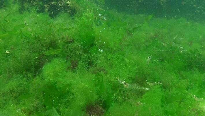 식물 바다 백그라운드 자연 사람없음 초록색 물 세계 바닷속 수중 해조류 광합성 산화 생태학 소금물 4K 수중영상 MP4 해외동영상 클립영상 자연요소 교육 컬러 해양식물 생태계 동영상 파일형식