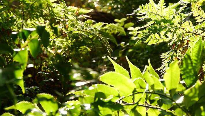 나무 식물 백그라운드 단풍 잎 아침 사람없음 초록색 빛 햇빛 맑음 미국 봄 신선 황무지 티켓 분위기 숲 열대우림 환경보전 에코 생태계 캘리포니아 내추럴 삼림지대 아열대 카피스페이스 그리너리 4K MP4 해외동영상 클립영상 주간 계절 컬러 컨셉 북아메리카 날씨 태양 환경 공백 사회이슈 동영상 파일형식 트랜드컬러