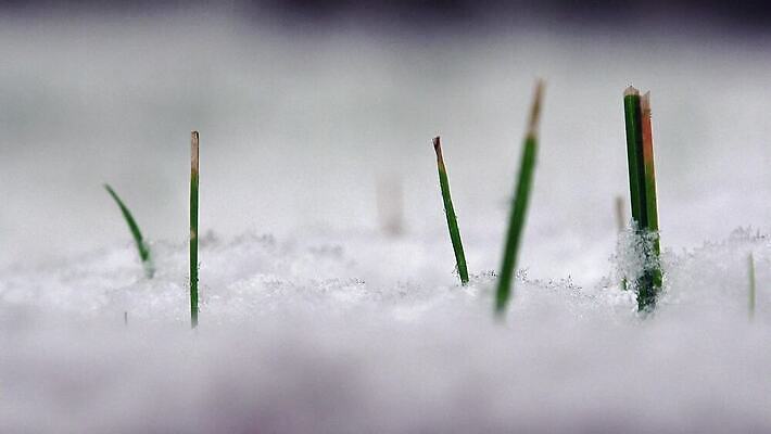 식물 계절 줄기 컬러 조각 백그라운드 크리스마스 겨울 자연 날씨 발렌타인데이 잔디 사람없음 야외 초록색 얼음 희망 침묵 고요 봄 활발 추위 성장 흰색 신선 눈송이 고독 떨어짐 숲 허브 흔들림 그네 서리 눈보라 내추럴 신앙심 제설기 타격 헌병 눈내림 4K MP4 해외동영상 클립영상 자연요소 기념일 감정 컨셉 모션 데이이벤트 눈_날씨 소리 군인 생태계 동영상 제설 파일형식