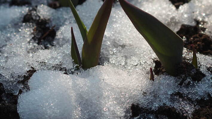 식물 계절 백그라운드 겨울 밭 자연 날씨 따뜻함 초원 사람없음 야외 초록색 물 빛 태양 새싹 냉동 얼음 봄 튤립 흰색 녹음 닫기 시원함 땅 유기농 서리 내추럴 4K MOV 해외동영상 클립영상 자연요소 웰빙 꽃 컬러 농업 모션 기록 생태계 동영상 파일형식