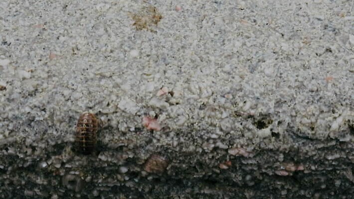 동물 야생동물 곤충 캐나다 자연 사람없음 야외 봄 젖음 닫기 벌레 딱정벌레 시멘트 나이아가라 기어가기 동물상 콘크리트 4K MOV 해외동영상 클립영상 계절 북아메리카 모션 조형물 미국 생태계 동영상 파일형식