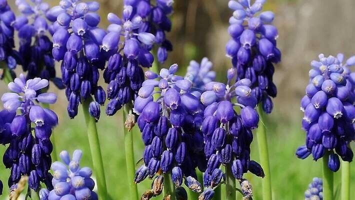 식물 계절 공원 꽃잎 꽃 잎 꽃무늬 자연 포도 사람없음 야외 초록색 파란색 컬러풀 뷰티 정원 보라색 봄 활발 성장 벚꽃 개화 내추럴 블루벨 히아신스 MP4 해외동영상 클립영상 공공시설 컬러 컨셉 무늬 과일 생태계 동영상 파일형식