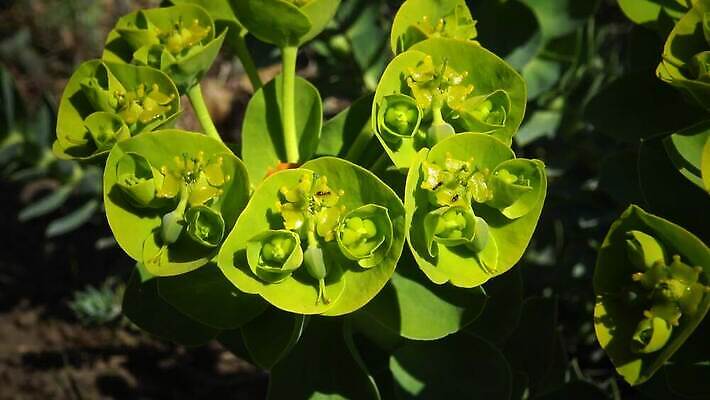 식물 꽃 자연 사람없음 초록색 노란색 정원 봄 벚꽃 잡초 개화 라임 사이프러스 4K MP4 해외동영상 클립영상 나무 계절 컬러 과일 생태계 동영상 파일형식