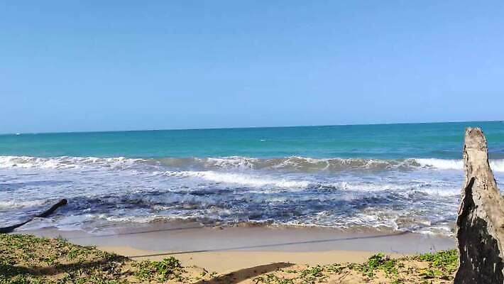 나무 모래 바다 섬 여행 자연 하늘 손바닥 사람없음 물 파란색 강 모래사장 야자수 태양 일몰 탐험 신선 대서양 내추럴 공화국 도미니카공화국 민물 이국적 코스타리카 파라다이스 4K MP4 해외동영상 클립영상 자연요소 식물 손 나라 컬러 노을 남아메리카 중앙아메리카 생태계 동영상 파일형식