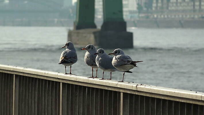 야생동물 자연 조류 독일 사람없음 야외 강 침묵 일렬 철책 쾰른 4K 락다운 MOV 해외동영상 클립영상 동물 유럽 소리 생태계 동영상 파일형식