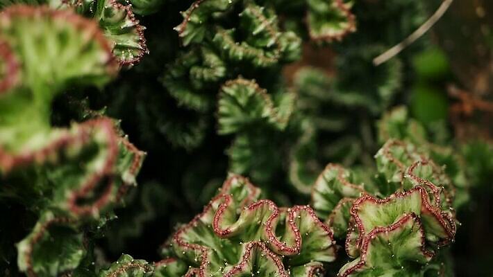 모양 식물 꽃 화초 줄기 분홍색 백그라운드 컨셉 잎 꽃무늬 패턴 추상 선인장 건조 풍경 사람없음 장식 초록색 정원 봄 사막 수확 신선 못 가시 산호 매끈함 소프트포커스 원예 갈기 상록수 다육식물 영원 이국적 세련 MOV 해외동영상 클립영상 계절 컬러 무늬 농업 촬영기법 취미 공구 감각 자포동물 동영상 파일형식