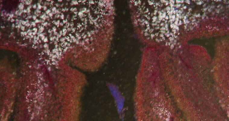 식물 꽃 과학 이동 패턴 과일 세포 사람없음 빨간색 초록색 시험 성장 조직 날짜 횡단보도 확대 먹기 밀가루 지원 4K 현미경관찰 MOV 해외동영상 클립영상 교육 컬러 컨셉 무늬 모션 관찰 보행로 가루 동영상 파일형식