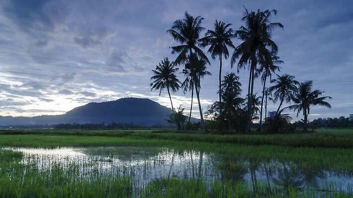나무 식물 실루엣 백그라운드 잎 밭 농업 자연 하늘 날씨 손바닥 잔디 사람없음 야외 목재 초록색 파란색 컬러풀 햇빛 태양 농장 맑음 봄 흰색 시골 땅 언덕 장면 코코넛 내추럴 파라다이스 수평선 4K 타임랩스 MP4 해외동영상 클립영상 자연요소 손 계절 산업 컬러 과일 재료 촬영기법 생태계 동영상 파일형식