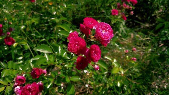 식물 계절 꽃잎 꽃 컬러 백그라운드 잎 꽃무늬 모션 자연 바람 새로움 발렌타인데이 사람없음 빨간색 초록색 장미 정원 놀람 봄 성장 벚꽃 나뭇가지 신선 개화 닫기 원예 내추럴 케랄라주 타격 히비스커스 4K MOV 해외동영상 클립영상 자연요소 나무 감정 컨셉 무늬 데이이벤트 날씨 표정 취미 인도_나라 생태계 동영상 파일형식