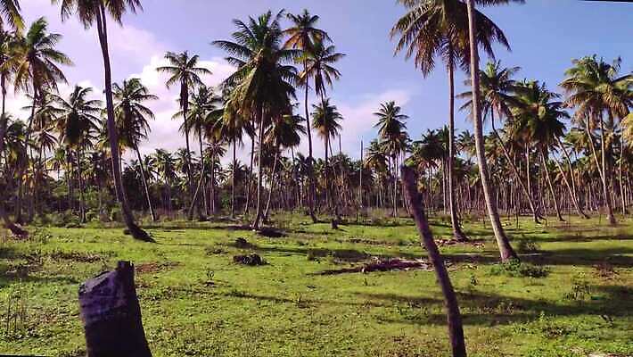 나무 모래 바다 섬 여행 자연 하늘 손바닥 사람없음 물 파란색 강 모래사장 야자수 태양 일몰 탐험 신선 대서양 내추럴 공화국 도미니카공화국 민물 이국적 코스타리카 파라다이스 4K MP4 해외동영상 클립영상 자연요소 식물 손 나라 컬러 노을 남아메리카 중앙아메리카 생태계 동영상 파일형식