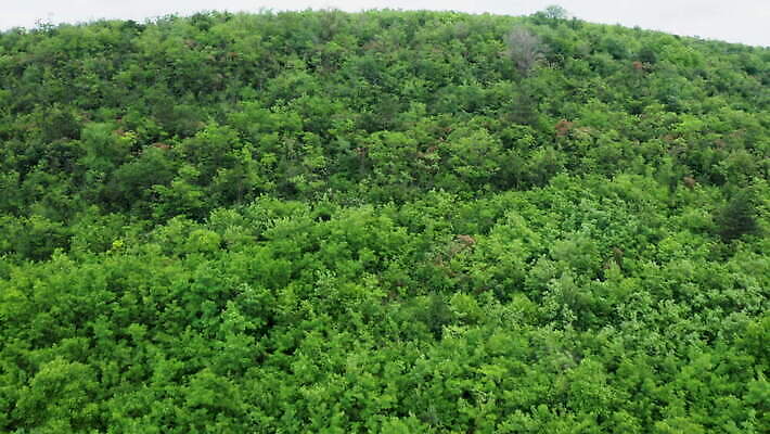 나무 식물 도로 여행 백그라운드 잎 자연 안테나 풍경 사람없음 야외 목재 초록색 여름 환경 시골 황무지 보호 정상 숲 땅 질감 내추럴 항공촬영 드론 삼림지대 4K MOV 해외동영상 클립영상 계절 길 뷰포인트 컬러 컨셉 재료 통신 교통시설 생태계 동영상 파일형식