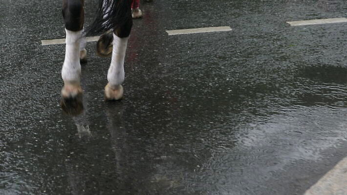 동물 계절 도로 신발 이동 발 날씨 거리 부츠 사람 야외 물 걷기 봄 산책 젖음 도시 보행자 보행로 횡단보도 떨어짐 아래 웅덩이 단계 건너기 넘어짐 양발 편자 MOV 해외동영상 클립영상 자연요소 길 컨셉 교통시설 모션 휴식 신체부위 방향 위치 동영상 말발굽 파일형식
