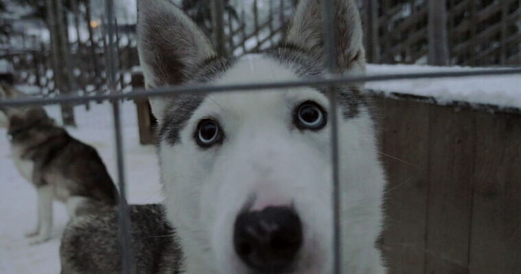 동물 얼굴 겨울 핀란드 야외 파란색 개 새장 북쪽 주둥이 시베리아 4K MOV 해외동영상 클립영상 계절 컬러 포유류 북유럽 신체부위 방향 동영상 케이지 파일형식
