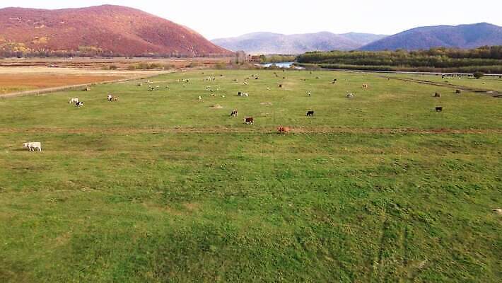 동물 컬러 밭 농업 포유류 자연 하늘 안테나 풍경 잔디 초원 사람없음 야외 초록색 여름 파란색 농장 농경지 갈색 환경 맑음 목장 시골 그룹 소 보호 군중 먹이 방목 먹기 내추럴 항공촬영 기르기 드론 밭일 생태학 찰과상 4K MOV 해외동영상 클립영상 식물 계절 교육 산업 뷰포인트 컨셉 통신 모션 날씨 사람 축산업 상처 생태계 동영상 돌봄 파일형식