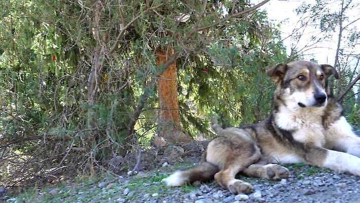 나무 동물 공원 호수 야생동물 포유류 자연 놀이 휴식 털 그림자 사람없음 야외 목재 초록색 여름 반려동물 태양 우정 흰색 양치기 개 강아지 핥기 숲 언덕 늑대 송곳니 거짓말 카자흐스탄 가문비나무 4K 순혈 MP4 해외동영상 클립영상 자연요소 식물 직업 계절 공공시설 아시아 컬러 컨셉 재료 모션 친구 치아 생태계 동영상 파일형식