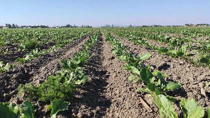 식물 계절 산업 지구 줄기 잎 밭 농업 채소 자연 하늘 씨앗 사람없음 야외 초록색 농작물 농장 기계 흙 봄 수확 성장 시골 작업 농부 땅 설탕 유기농 원예 뿌리 먼지 트랙터 땅바닥 밭일 비트 줄서기 파종 세련 4K MP4 해외동영상 클립영상 직업 웰빙 컬러 모션 바닥 취미 농사 농기계 생태계 특수차량 동영상 파일형식