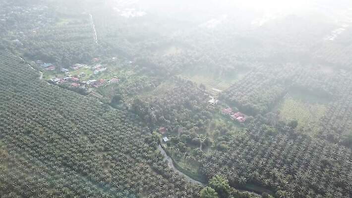 나무 식물 구름 아시아 음식 밭 농업 자연 하늘 손바닥 요리 동양인 풍경 사람없음 야외 초록색 농장 환경 성장 기름 땅 천 장면 자원 리빙 말레이시아 내추럴 생태학 세련 4K MOV 해외동영상 클립영상 자연요소 손 교육 나라 산업 컬러 인종 직물 생태계 동영상 파일형식