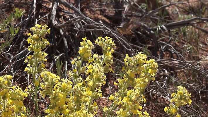 동물 야생동물 나비 곤충 백그라운드 자연 사람없음 초록색 갈색 흰색 나방 동물상 미루나무 4K MP4 해외동영상 클립영상 나무 컬러 조형물 생태계 동영상 파일형식
