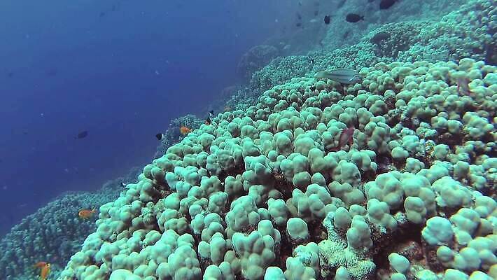 동물 야생동물 바다 컬러 백그라운드 자연 낚시 이집트 어류 사람없음 빨간색 물 파란색 컬러풀 환경 바닷속 수중 수영 수중동물 산호 산호초 다이빙 스쿠버다이빙 소금 암초 홍해 해파리 깊이 생태학 이국적 MP4 해외동영상 클립영상 자연요소 교육 아프리카 레저 수상스포츠 수중식물 자포동물 생태계 동영상 수중스포츠 파일형식