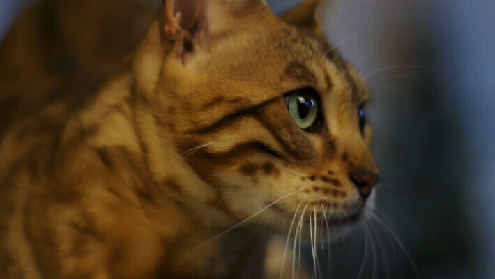 동물 응시 장난 포유류 가정 수염 털 실내 사람없음 장식 반려동물 고양이 줄무늬 점 황금 호기심 꼬리 얼룩무늬 표범 기르기 유래 순혈 MOV 해외동영상 클립영상 시선 감정 컨셉 무늬 내부 동영상 돌봄 파일형식