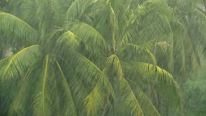 주간 나무 계절 아시아 백그라운드 자연 바람 날씨 손바닥 풍경 사람없음 야외 초록색 물 환경 힘 회색 위험 불기 코코넛 폭풍 무거움 흐림 뇌우 마이애미 샤워실 타격 폭풍우 플로리다 MOV 해외동영상 클립영상 자연요소 식물 손 나라 컬러 컨셉 과일 모션 미국 비_날씨 무게 자연재해 생태계 동영상 샤워시설 파일형식