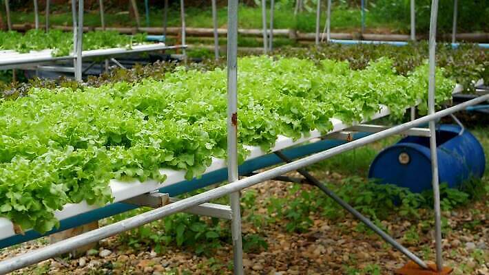 식물 음식 잎 밭 농업 채소 비즈니스 재료 건강 사람없음 내부 초록색 농장 환경 농사 샐러드 수확 성장 신선 농부 상추 시설 유기농 원예 일렬 내추럴 밭일 생태학 수경재배 온실 많음 4K MP4 해외동영상 클립영상 직업 웰빙 교육 산업 컬러 컨셉 취미 동영상 파일형식