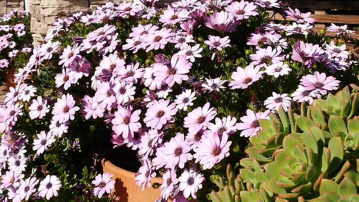 식물 꽃 화초 분홍색 백그라운드 꽃무늬 해바라기 사람없음 장식 컬러풀 정원 보라색 미국 봄 활발 벚꽃 신선 개화 분위기 망토 제비꽃 데이지 합성 캘리포니아 화단 라일락 내추럴 금잔화 강렬 카피스페이스 세련 4K MP4 해외동영상 클립영상 계절 컬러 컨셉 북아메리카 무늬 공백 동영상 파일형식