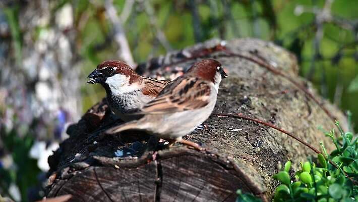 동물 공원 여자 야생동물 컬러 무지개 날개 자연 조류 동물원 앉기 사람없음 야외 빨간색 초록색 반려동물 컬러풀 정원 숲 먹이 깃털 싸움 부리 앵무새 봉 꿀 계산서 내추럴 동물상 잉꼬 4K MP4 해외동영상 클립영상 자연요소 공공시설 모션 사람 조형물 생태계 동영상 파일형식