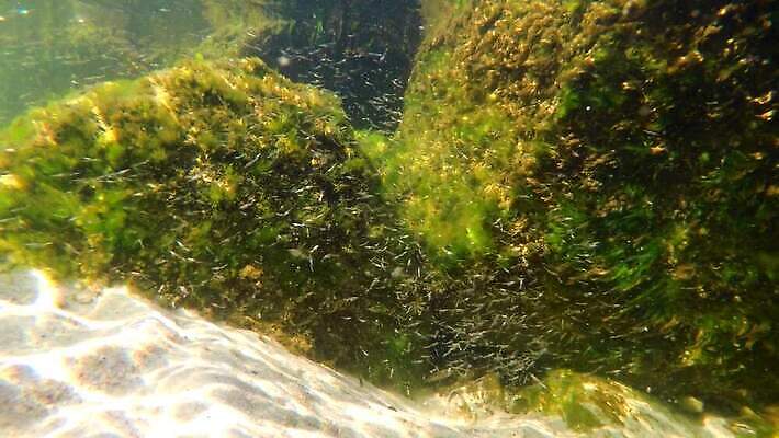 바다 어류 사람없음 수중 행운 해조류 멸종 폴란드 발트해 많음 4K HD MP4 해외동영상 클립영상 유럽 컨셉 북유럽 수중동물 해양식물 동영상 파일형식