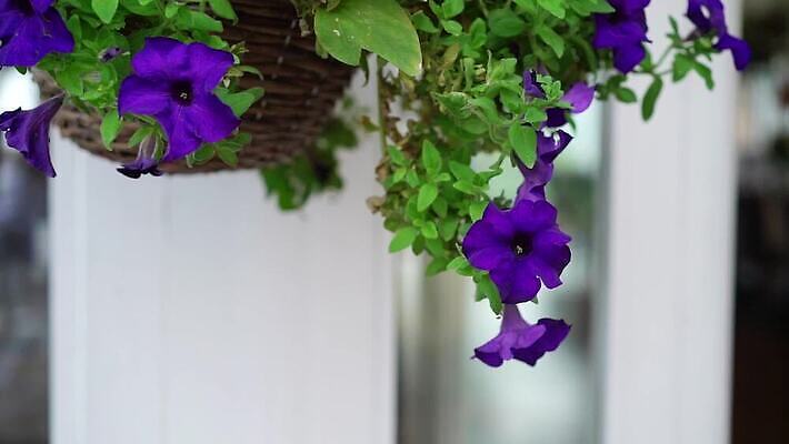 식물 꽃잎 꽃 화분 컬러 잎 꽃무늬 자연 매달리기 사람없음 야외 장식 초록색 파란색 컬러풀 뷰티 정원 보라색 봄 활발 성장 벚꽃 발코니 신선 개화 닫기 냄비 자주색 제비꽃 에코 라일락 내추럴 많음 피튜니아 MOV 해외동영상 클립영상 계절 컨셉 무늬 모션 환경 솥 생태계 동영상 파일형식