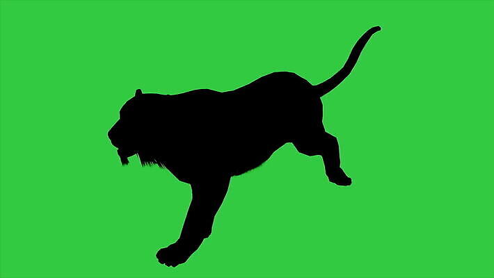 동물 응시 남자 실루엣 얼굴 야생동물 백그라운드 털 사람없음 달리기 3D 검은색 고양이 분노 호랑이 고리 위험 큼 속도 만들기 육식동물 사냥꾼 멸종 애니메이션 표범 고립 재규어 4K MOV 해외동영상 클립영상 직업 시선 감정 컬러 컨셉 포유류 모션 촬영기법 사람 신체부위 반려동물 크기 디지털합성 동영상 파일형식