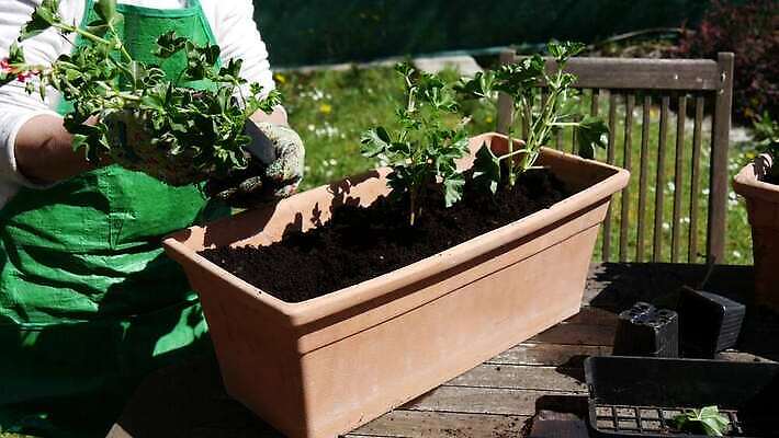 식물 백인 손 계절 여자 꽃 장갑 컨셉 자연 주택 사람 성인 취미 사람없음 야외 장식 초록색 정원 봄 꽃집 DIY 돌봄 생태학 심기 원예사 제라늄 4K MP4 해외동영상 클립영상 서양인 직업 잡화 교육 컬러 모션 건물 신체부위 상점 생태계 동영상 파일형식
