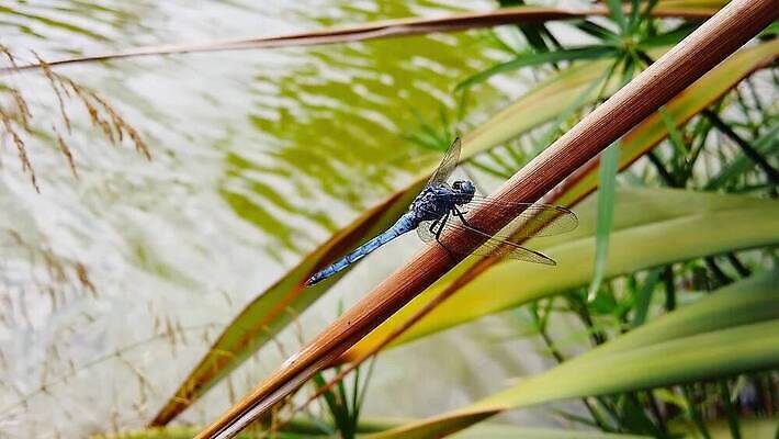 식물 동물 곤충 잎 날개 우산 모션 자연 건조 손바닥 앉기 사람없음 초록색 물 파란색 환경 나뭇가지 용 연못 칼날 닫기 잠자리 흔들림 보케 느림 블러효과 잔물결 파피루스 MP4 해외동영상 클립영상 자연요소 나무 손 물결 컬러 생태계 동영상 블러 파일형식 효과