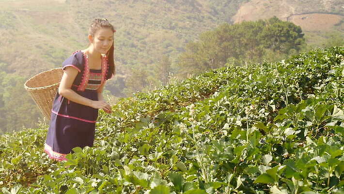 식물 직업 전통 손 공원 아시아 문화 밭 농업 비즈니스 태국 자연 딸기 노동자 산 한명 빨간색 초록색 농작물 농장 바구니 환경 정원 농사 수확 시골 신선 재산 상품 수집 허브 언덕 유기농 부족 뿌연 산악가 전국 줄서기 이민 시리즈 4K MOV 해외동영상 클립영상 1 웰빙 공공시설 나라 산업 컬러 이동 컨셉 과일 모션 사람 신체부위 금융 생태계 동영상 파일형식
