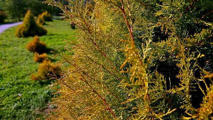나무 식물 계절 공원 야생동물 컬러 백그라운드 잎 자연 사람없음 목재 초록색 햇빛 태양 노란색 환경 정원 버섯 봄 광선 나뭇가지 신선 소나무 숲 질감 향 전나무 내추럴 향나무 4K MOV 해외동영상 클립영상 자연요소 동물 공공시설 재료 생태계 동영상 파일형식