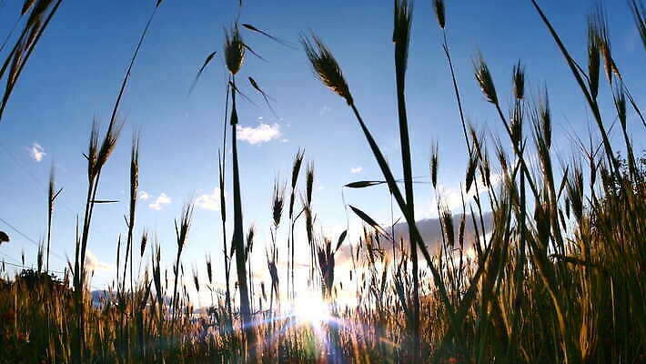 주간 식물 계절 컬러 여행 백그라운드 밭 농업 자연 하늘 아침 날씨 옥수수 풍경 초원 사람없음 야외 초록색 여름 파란색 빛 농작물 햇빛 태양 농장 노란색 일출 환경 정원 맑음 침묵 일몰 봄 자유 수확 전원 시골 땅 밀 보케 부드러움 내추럴 4K MOV 해외동영상 클립영상 자연요소 산업 컨셉 곡류 노을 소리 감각 전기에너지 생태계 동영상 파일형식