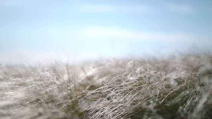 식물 꽃 창 파도 백그라운드 패턴 밭 모션 자연 바람 산 풍경 초원 사람없음 야외 여름 환경 봄 흰색 시골 바늘 잡초 저녁 깃털 장면 부드러움 내추럴 스텝 4K MOV 해외동영상 클립영상 자연요소 계절 무기 바다 컬러 무늬 농업 날씨 도구 감각 야간 생태계 동영상 파일형식
