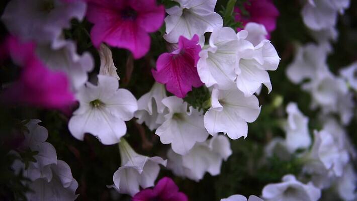 식물 디자인 공원 꽃잎 꽃 문화 분홍색 백그라운드 잎 꽃무늬 자연 바람 휴가 사람없음 초록색 뷰티 정원 맑음 보라색 봄 벚꽃 발코니 흰색 영혼 심볼 그네 마법 내추럴 피튜니아 4K MP4 해외동영상 클립영상 자연요소 계절 공공시설 컬러 무늬 날씨 생태계 동영상 파일형식