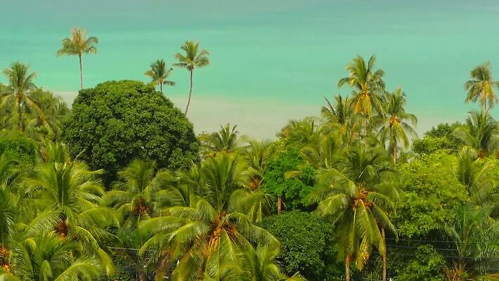 나무 아시아 파도 바다 컬러 섬 여행 하늘색 태국 자연 하늘 바람 날씨 휴가 휴식 파노라마 손바닥 사람없음 물 파란색 맑음 흰색 휴양지 코코넛 폭풍 천국 석호 말레이시아 완벽 이국적 터키석 파라다이스 포상금 푸켓 MOV 해외동영상 클립영상 자연요소 식물 손 나라 컨셉 돈 과일 촬영기법 장소 보석 생태계 동영상 파일형식